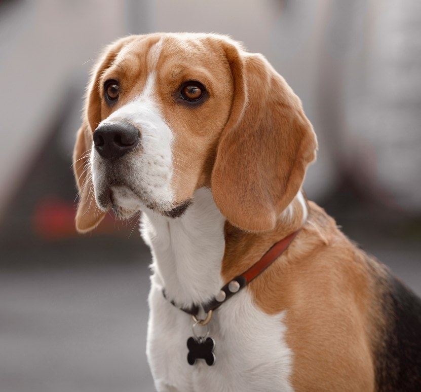 Reelfoot Animal Hospital Hero Image Reelfoot Animal Hospital Hero Image