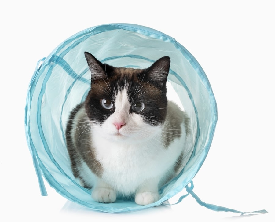 Pacific & Santa Cruz Veterinary Specialists Hero Image Pacific & Santa Cruz Veterinary Specialists Hero Image