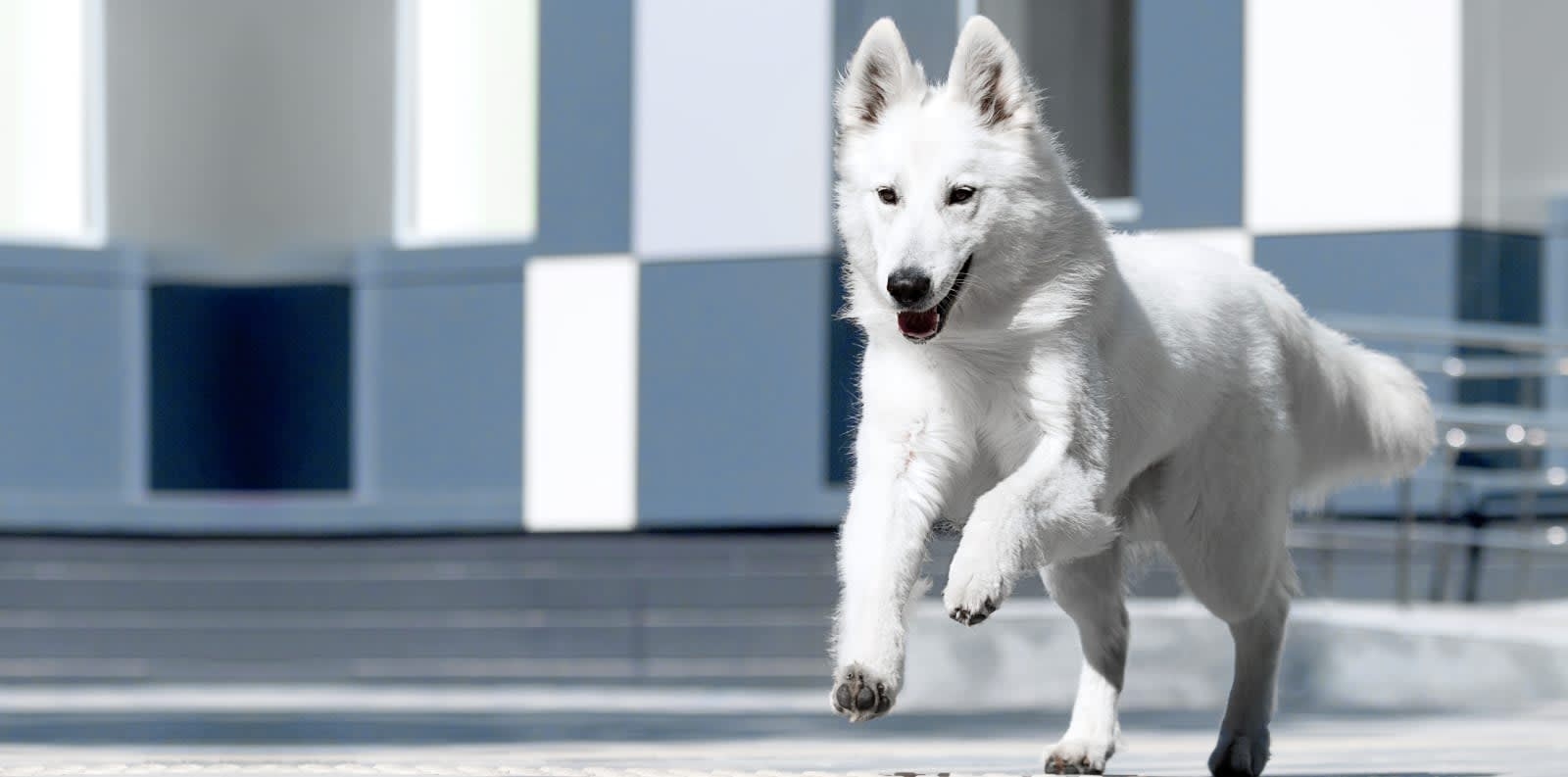 Animal Hospital in Milledgeville Hero Image Animal Hospital in Milledgeville Hero Image