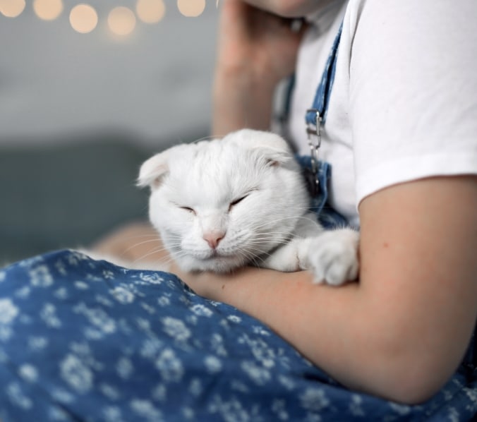 Santa Cruz Veterinary Hospital Hero Image Santa Cruz Veterinary Hospital Hero Image