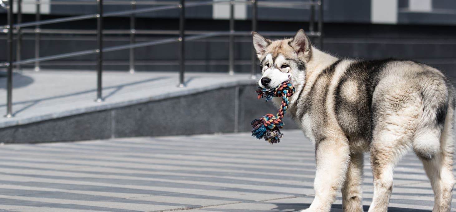 Animal Health Clinic Hero Image Animal Health Clinic Hero Image