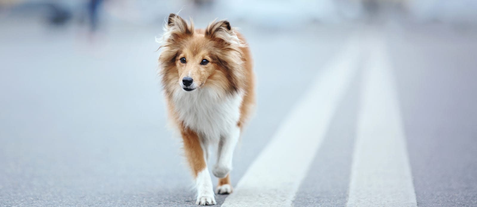 English Creek Veterinary Clinic Hero Image English Creek Veterinary Clinic Hero Image