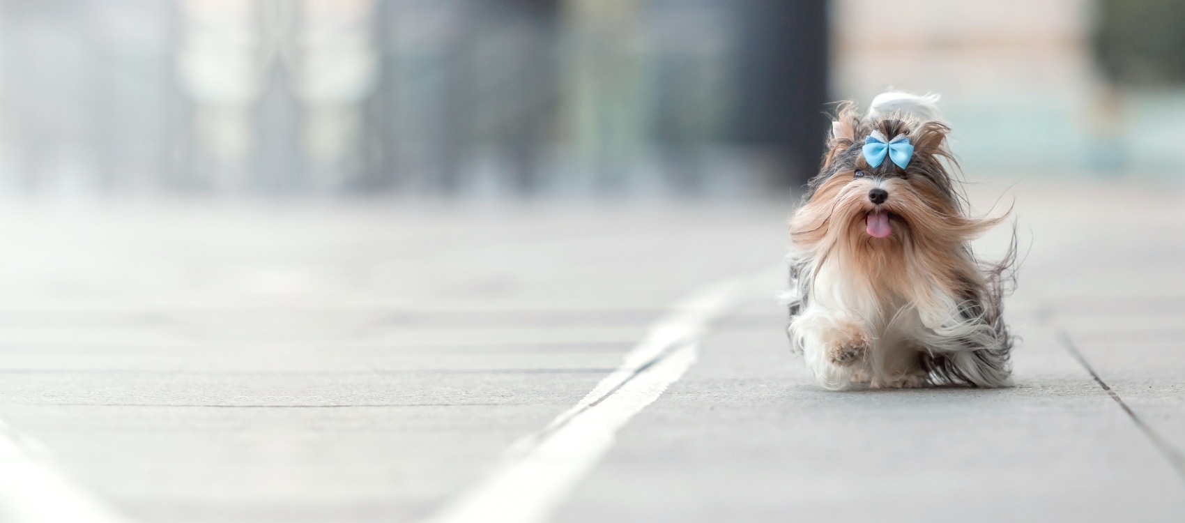 Carrier Animal Hospital Hero Image Carrier Animal Hospital Hero Image