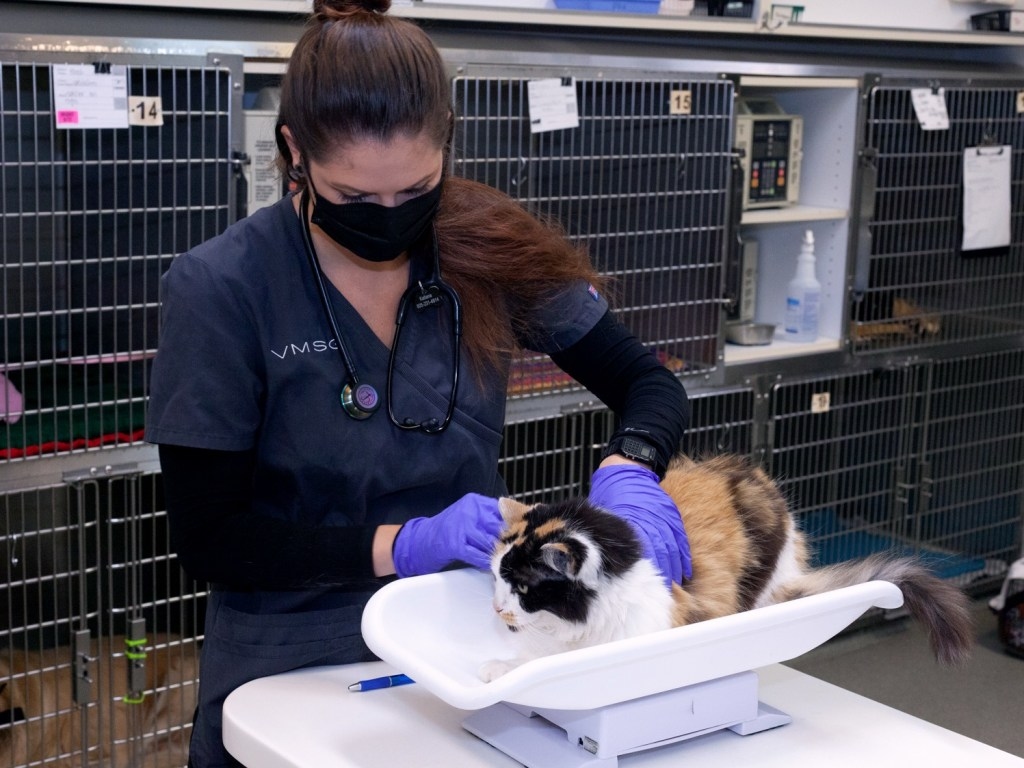 Specialty Veterinary Care in Ventura Hero Image Specialty Veterinary Care in Ventura Hero Image