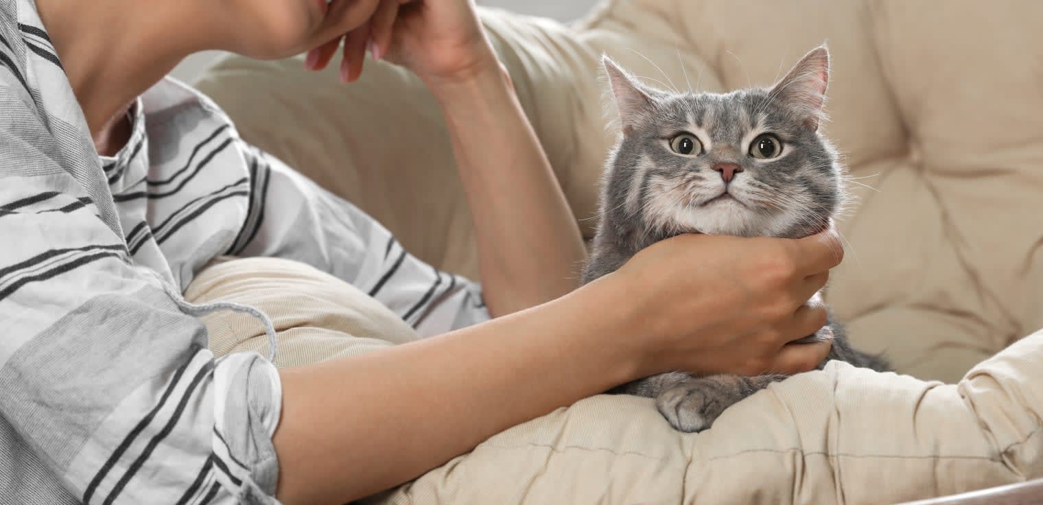 Sango Veterinary Hospital Hero Image Sango Veterinary Hospital Hero Image