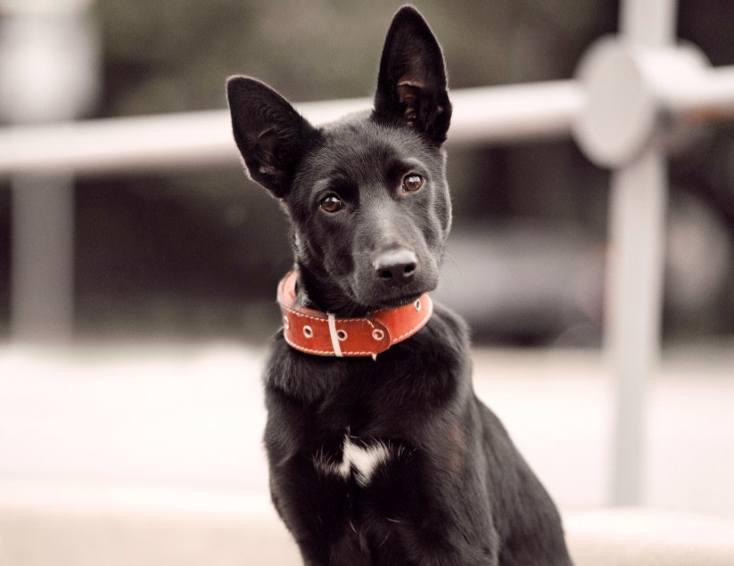 Vets in Lebanon Hero Image Vets in Lebanon Hero Image