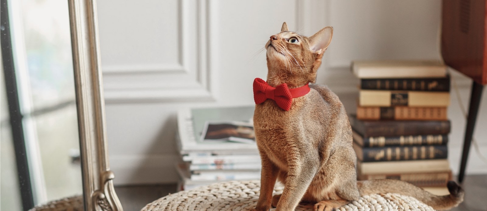 Welcome to Bel Marin Animal Hospital in Novato Hero Image Welcome to Bel Marin Animal Hospital in Novato Hero Image