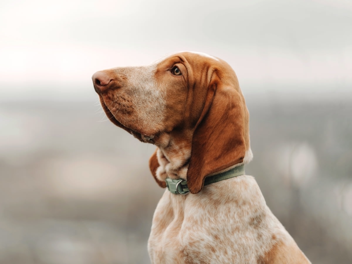 Lafayette Companion Animal Hospital Hero Image Lafayette Companion Animal Hospital Hero Image