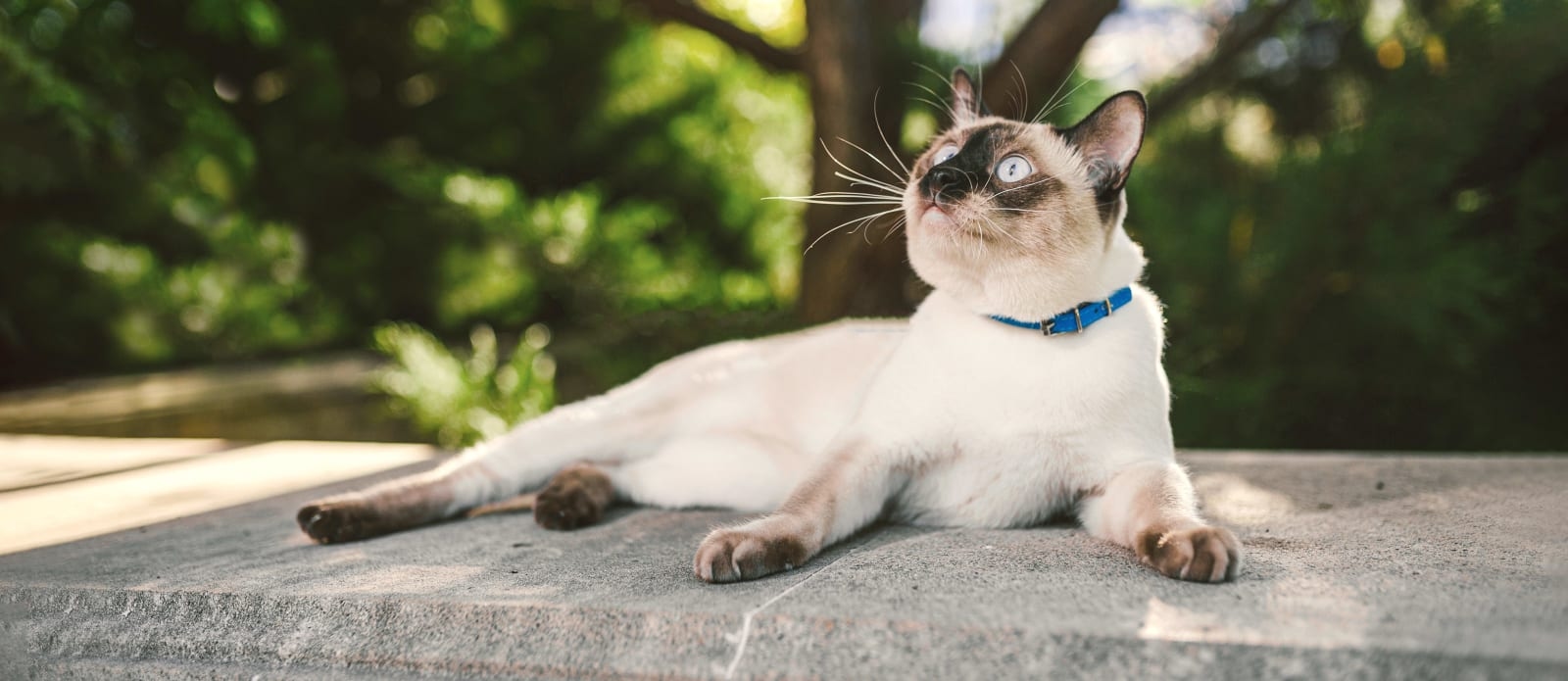 Valencia Veterinary Center Hero Image Valencia Veterinary Center Hero Image