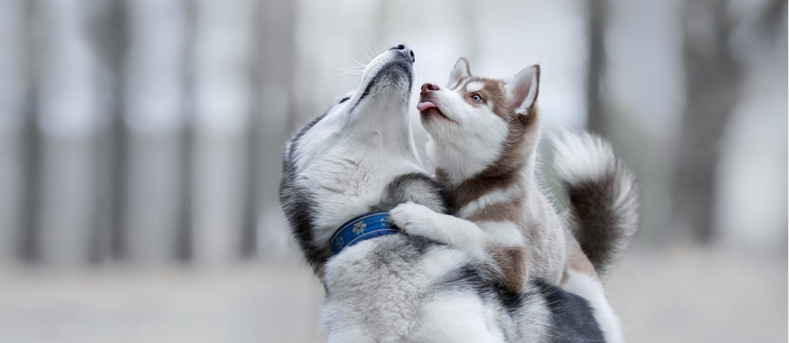 Ygnacio Animal Hospital Hero Image Ygnacio Animal Hospital Hero Image