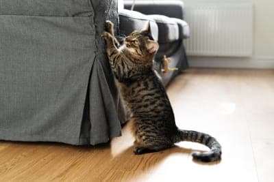 How to Stop Your Cats From Scratching Your Furniture How to Stop Your Cats From Scratching Your Furniture