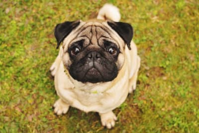 Best Small Family Dogs Best Small Family Dogs