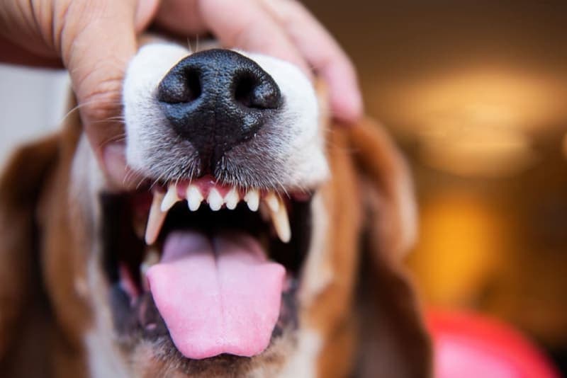 Cavities in Dogs: Causes, Symptoms & Treatment Cavities in Dogs: Causes, Symptoms & Treatment