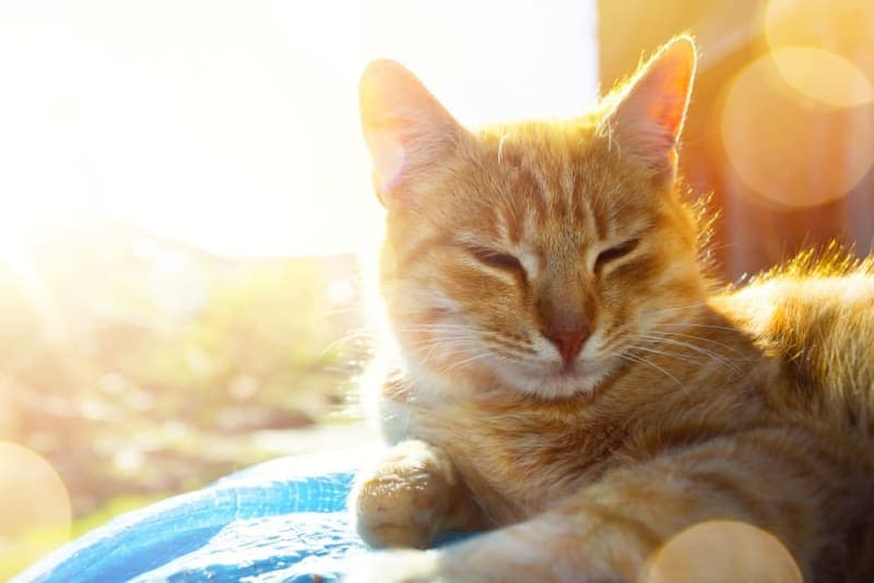 Heatstroke in Cats: Symptoms, Causes & Treatment Heatstroke in Cats: Symptoms, Causes & Treatment